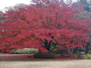 2014-11-30 六義園41