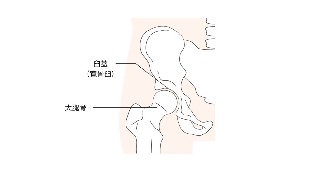 股関節の構造